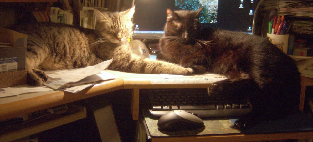 tabby cat and black cat on desk
