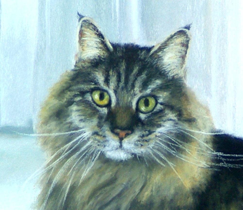 detail of cat's face