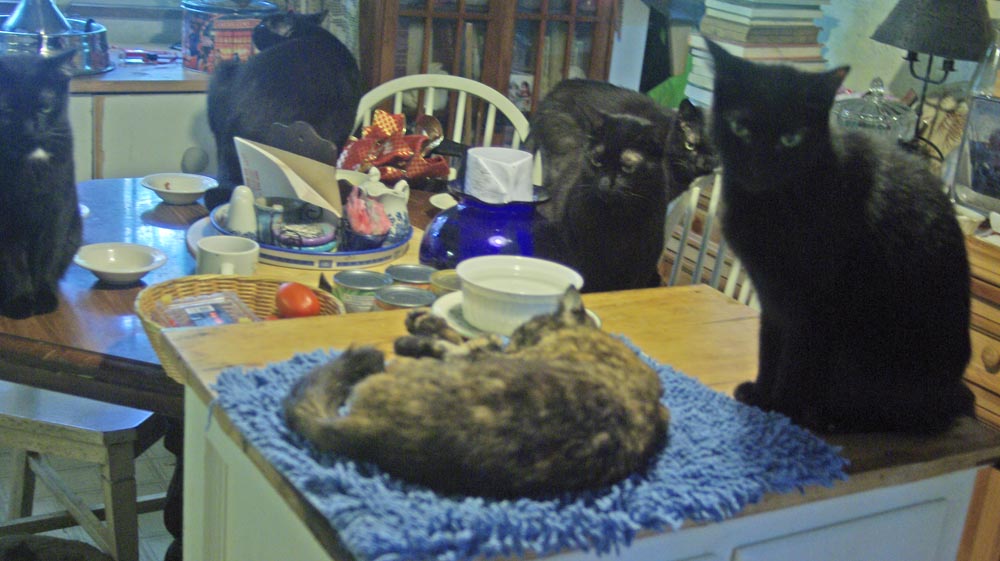 The five black cats gather to see Kelly (Mewsette already paid her respects).