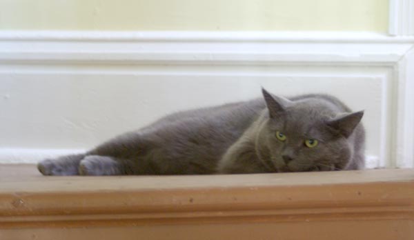 gray cat on steps