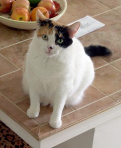 calico cat on counter