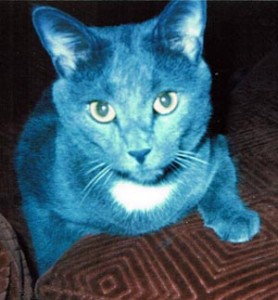 gray cat with white spot