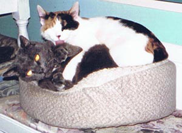 gray cat and calico cat in bed