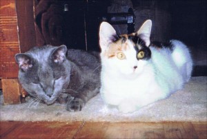old gray cat and young calico cat