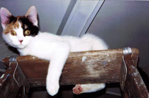 calico cat on ladder