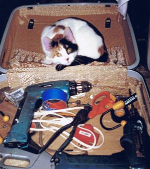 calico cat in toolbox