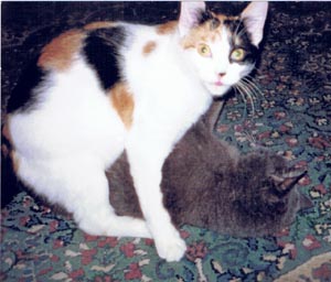 calico cat wrestling wtih gray cat