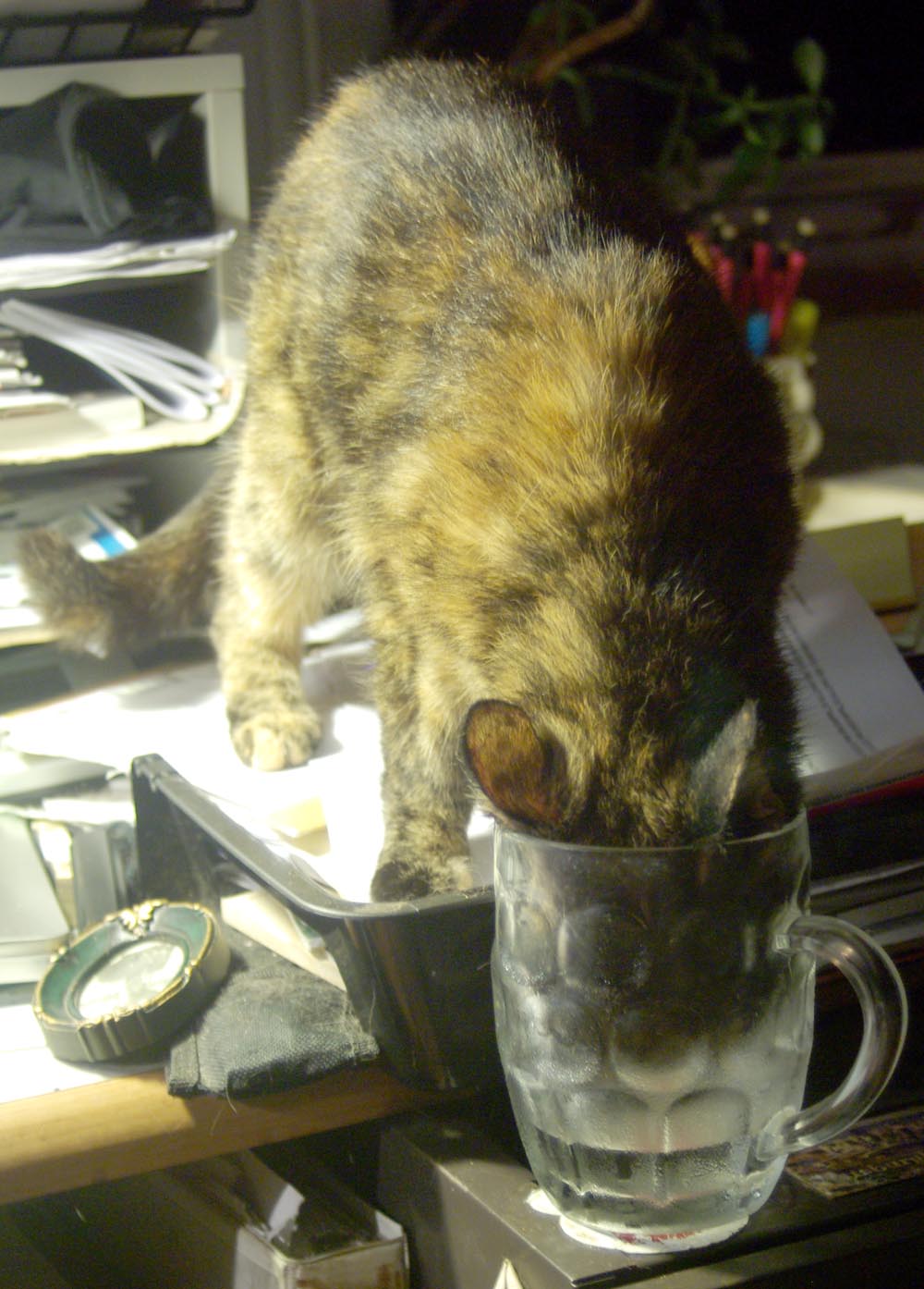 tortoiseshell cat drinking from glass