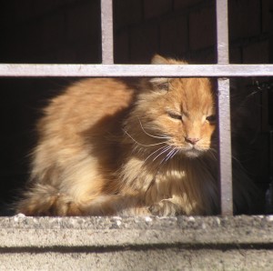 orange cat on porch