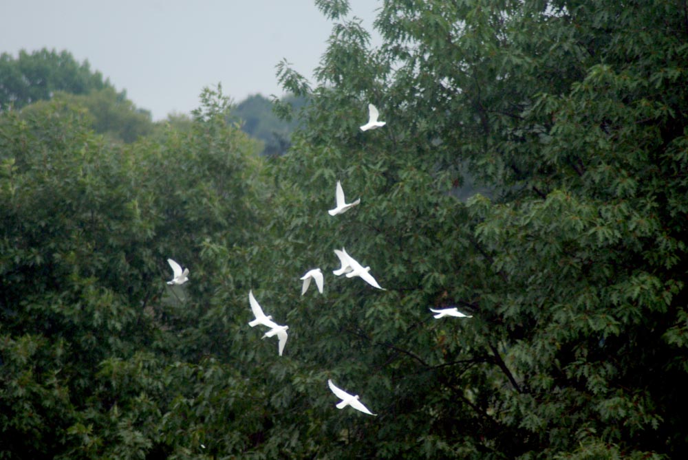 white doves with trees