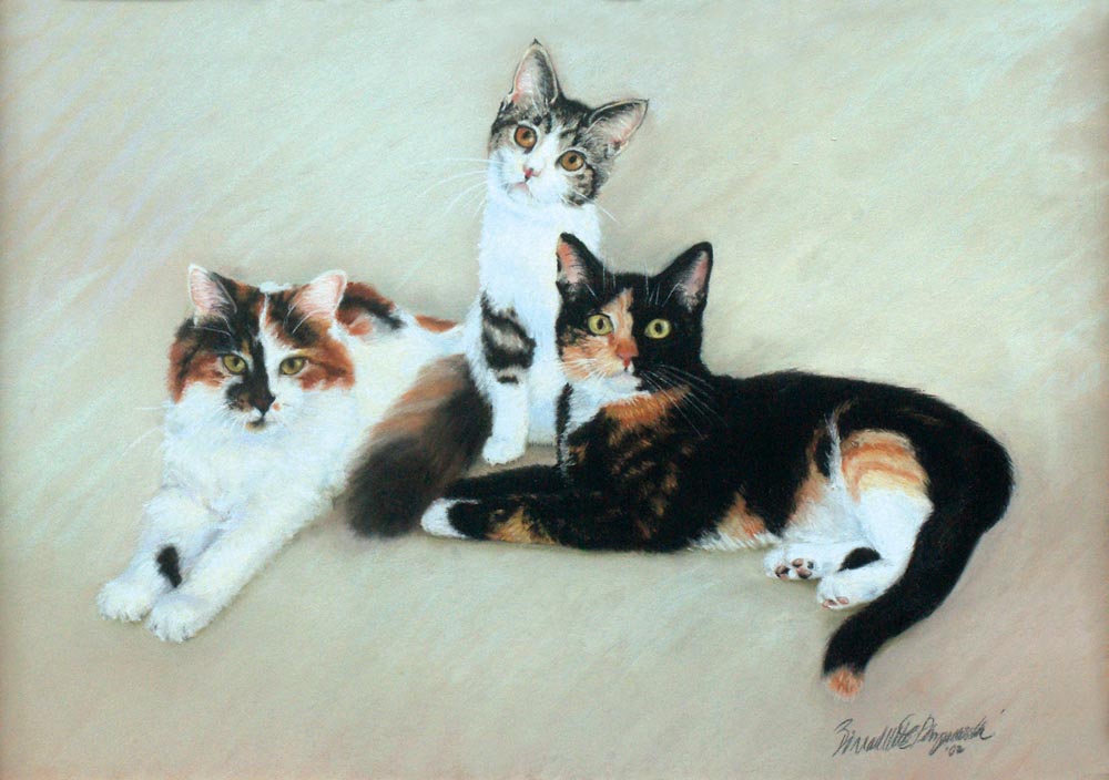 portraits of three calico cats