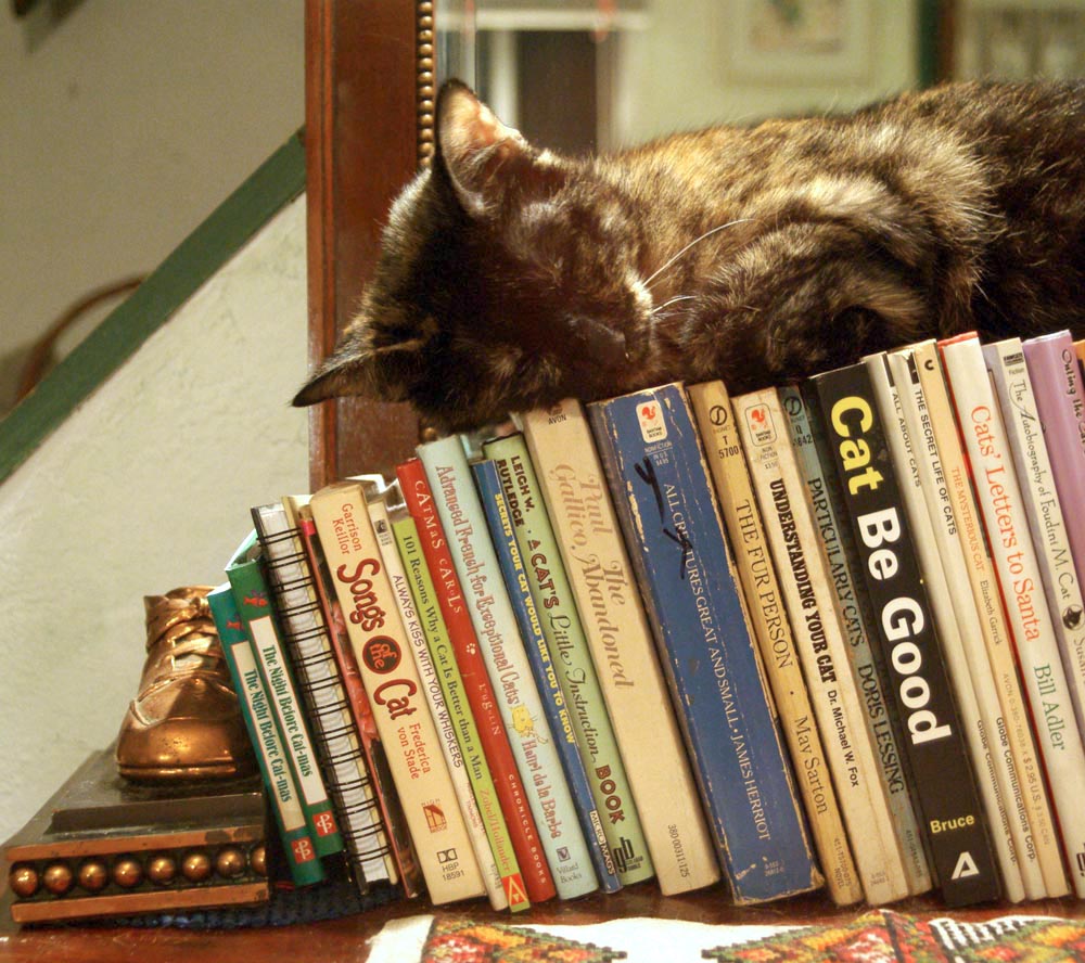 tortoiseshell cat sleeping on books