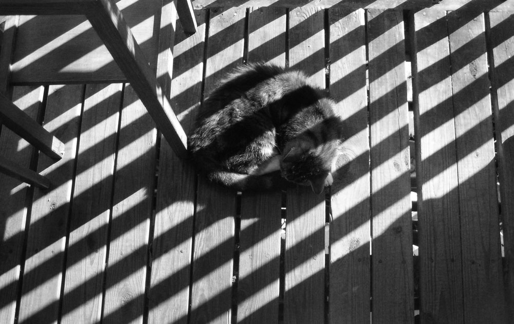 black and white photo of tabby cat curled in striped shadows