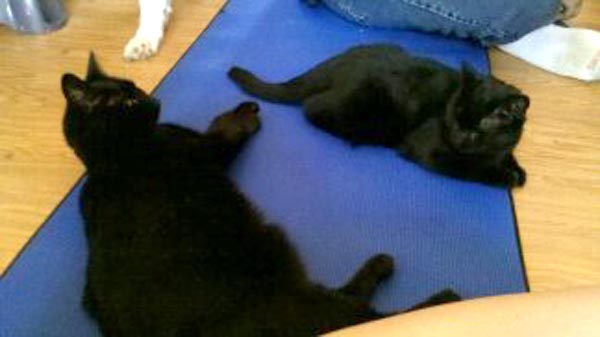 two black cats on blue mat