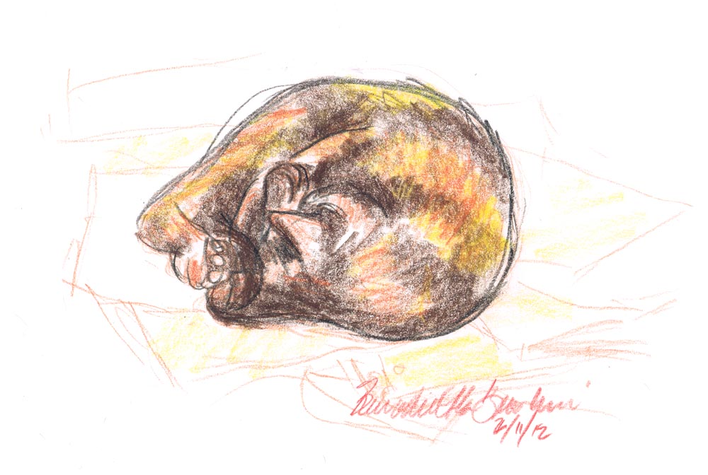 colored pencil sketch of cat curled in ball