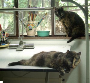two tortoiseshell cats in studio