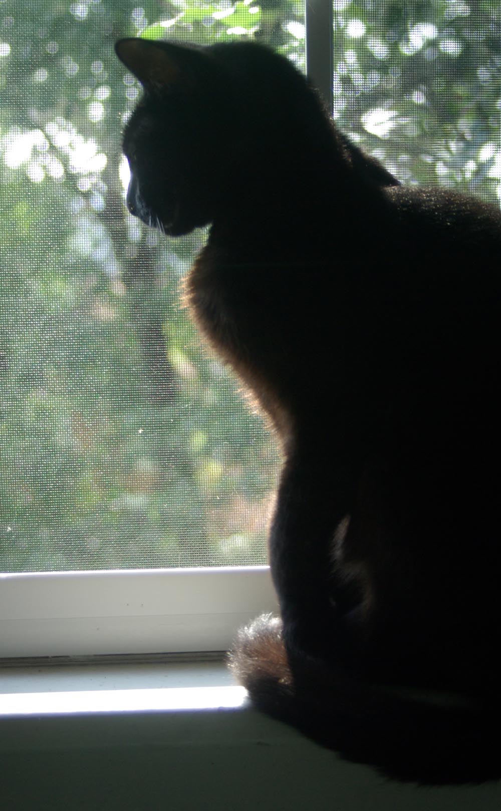 black cat silhouette in window