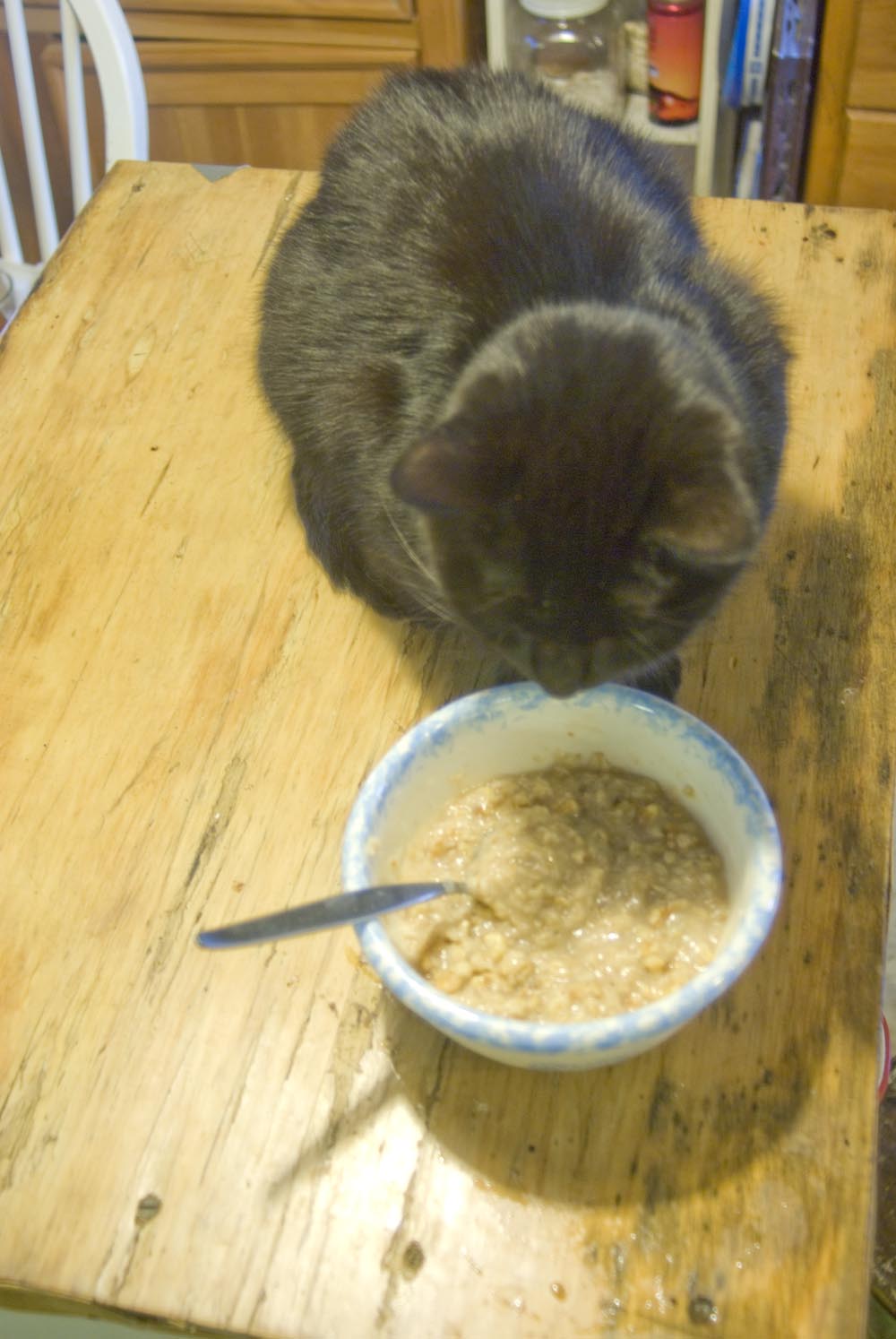 black cat looking at bowl of oatmeal