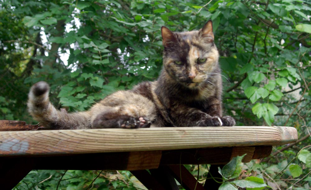tortoiseshell cat on picnic table