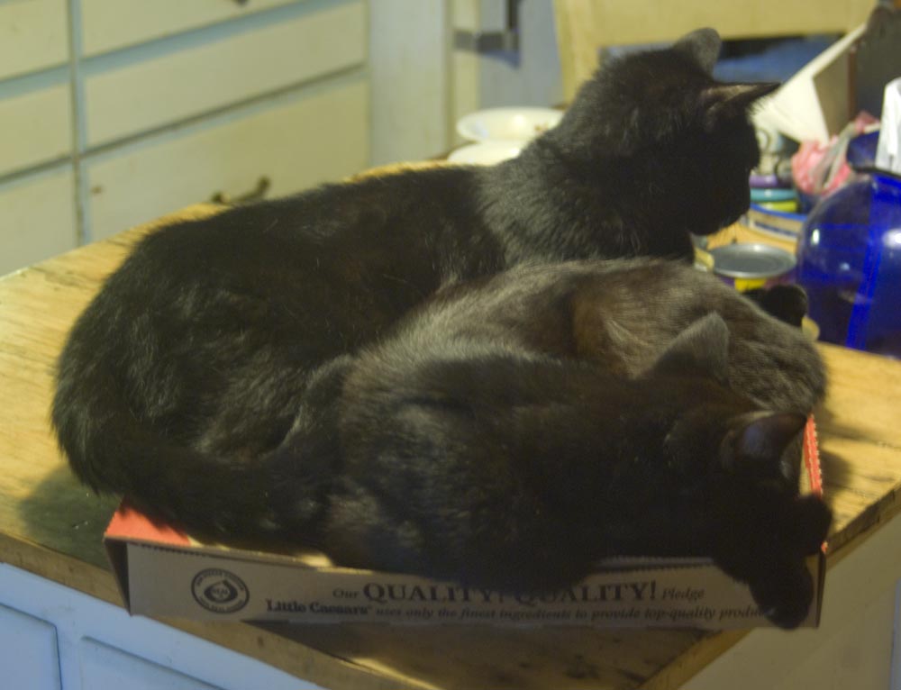 two black cats sleeping on pizza box