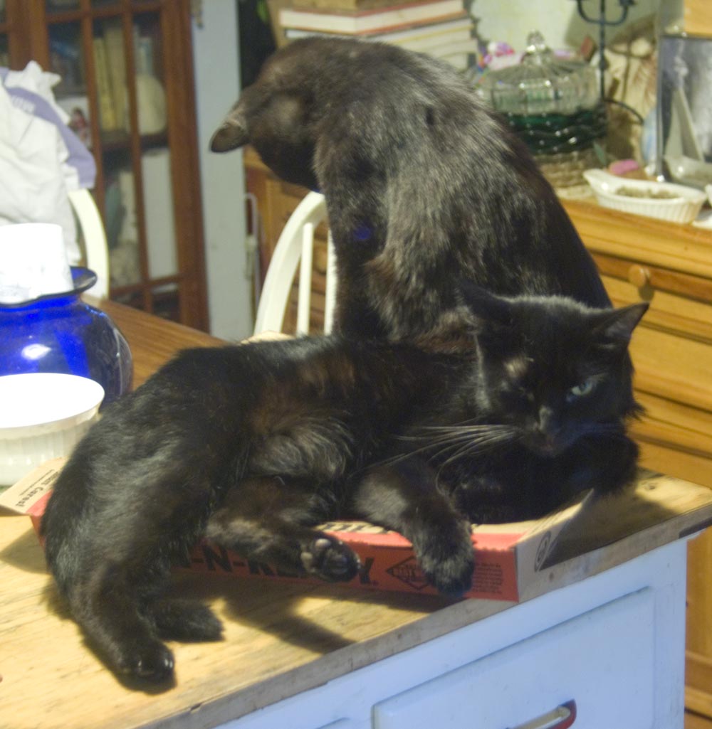 two black cats on pizza box