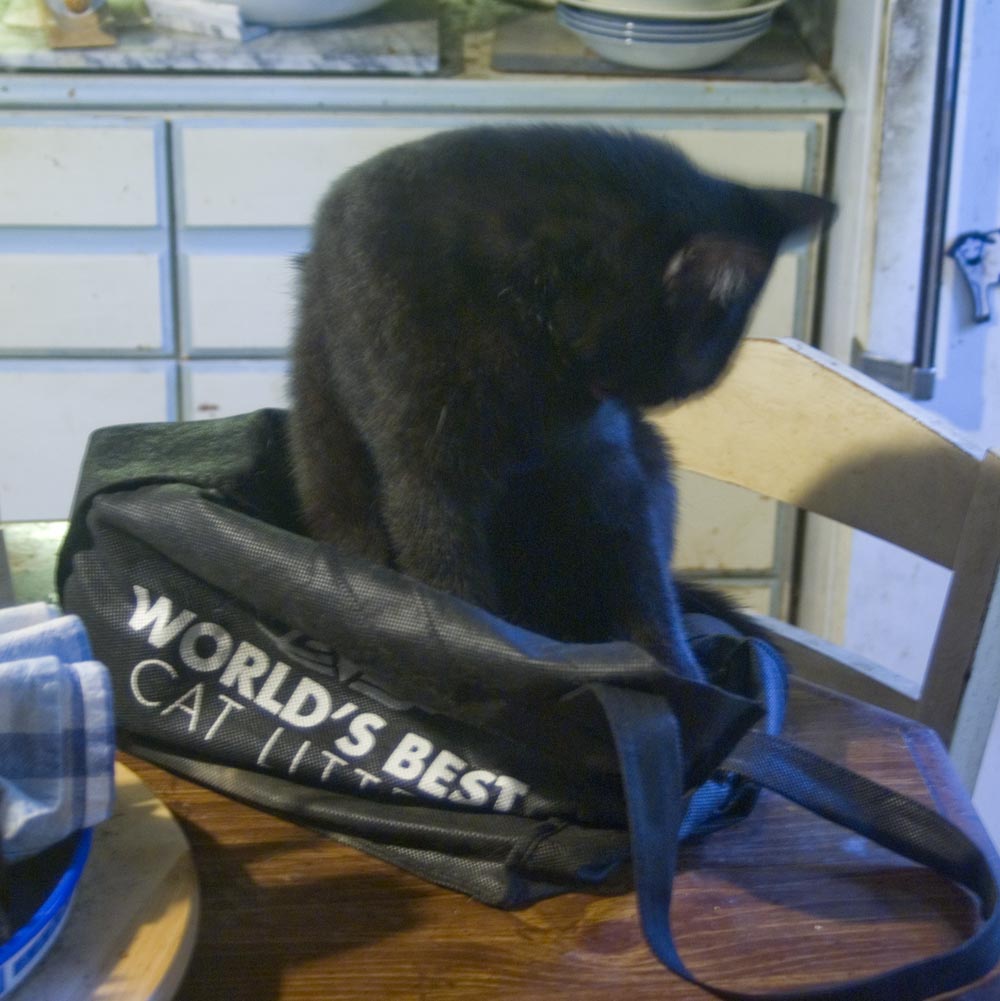 black cat bathing in shopping bag