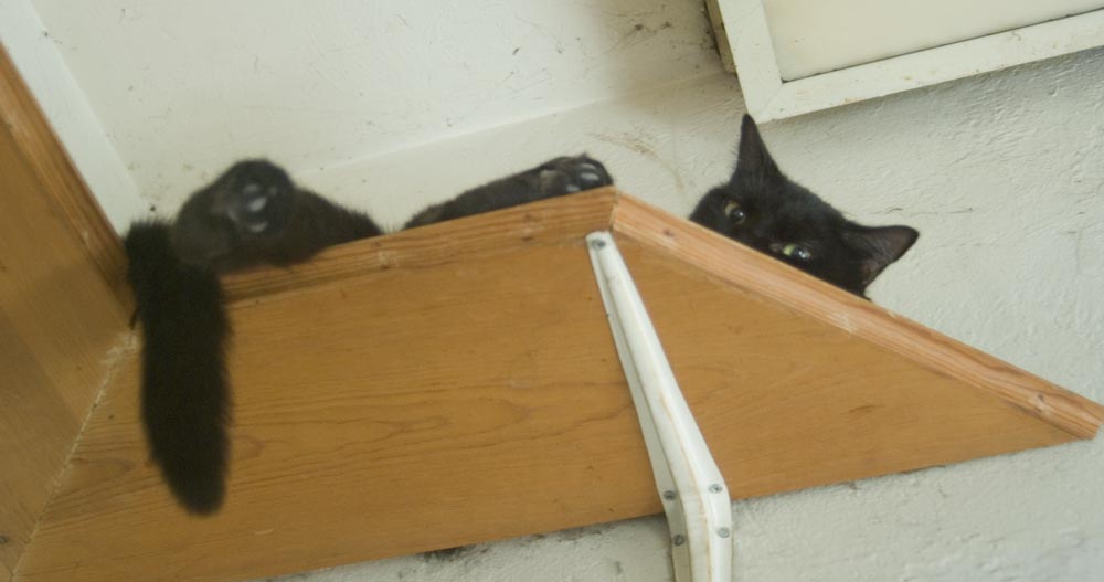 black cat on wooden shelf