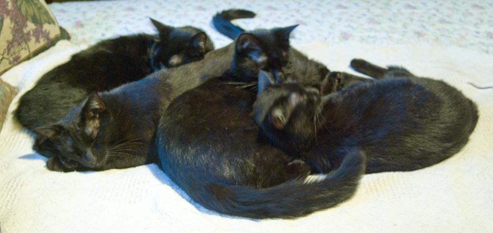 four black cats on bed