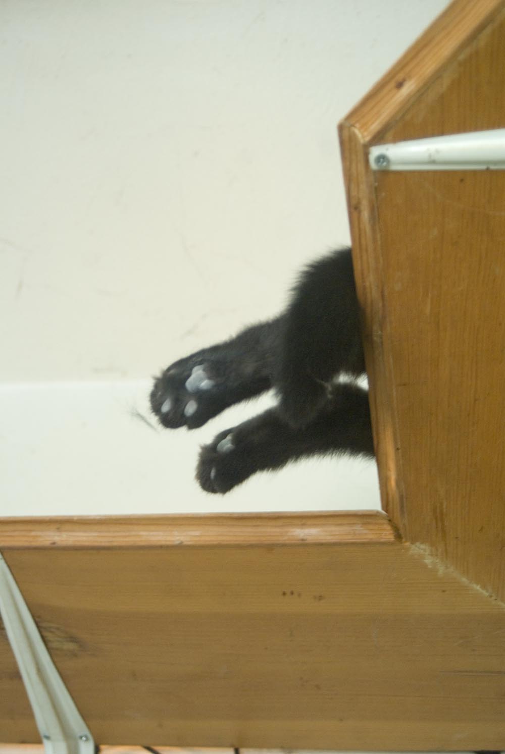 black cat toes on wooden shelf