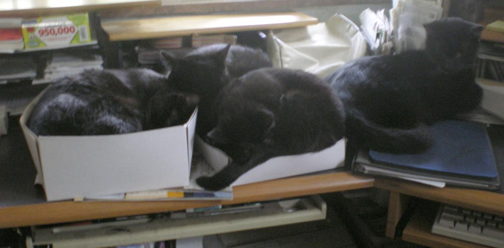 four black cats on desk