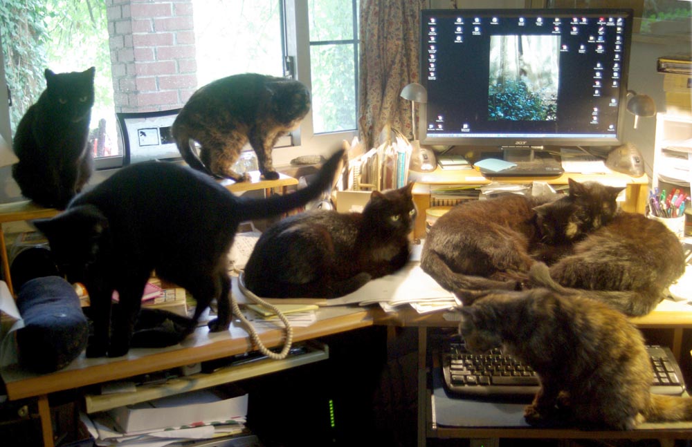 seven cats on desk