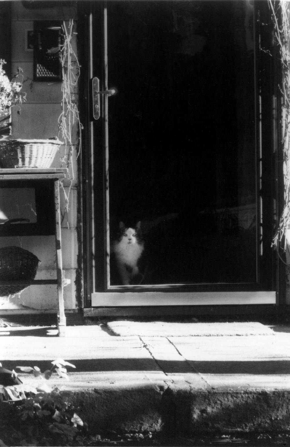 black and white photo of cat in door