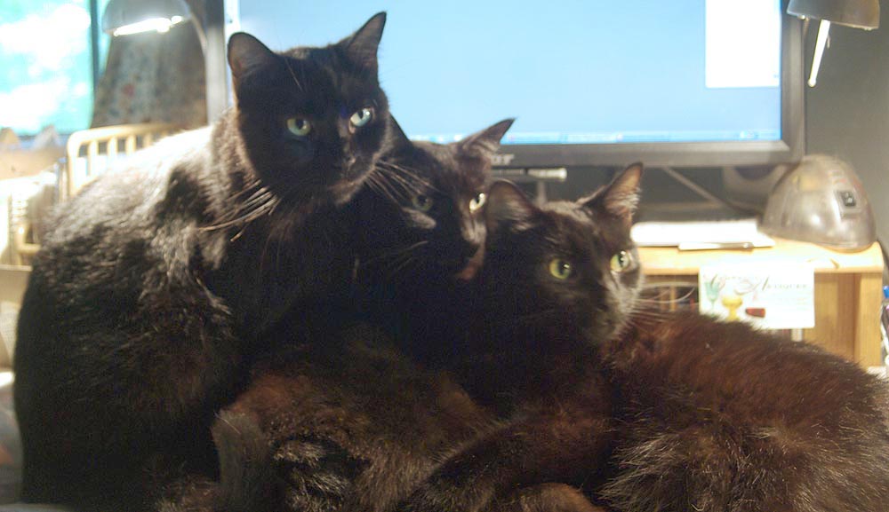 three black cats