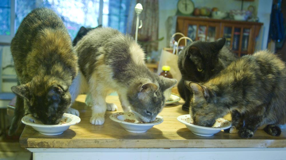four cats eating