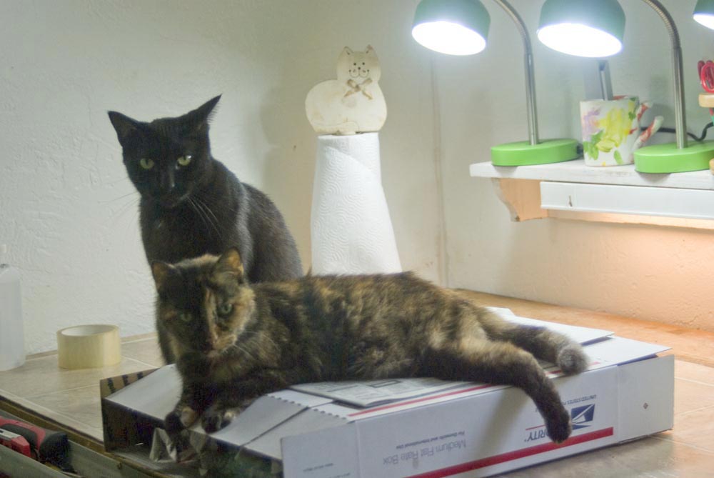 black cat and tortoiseshell cat on box