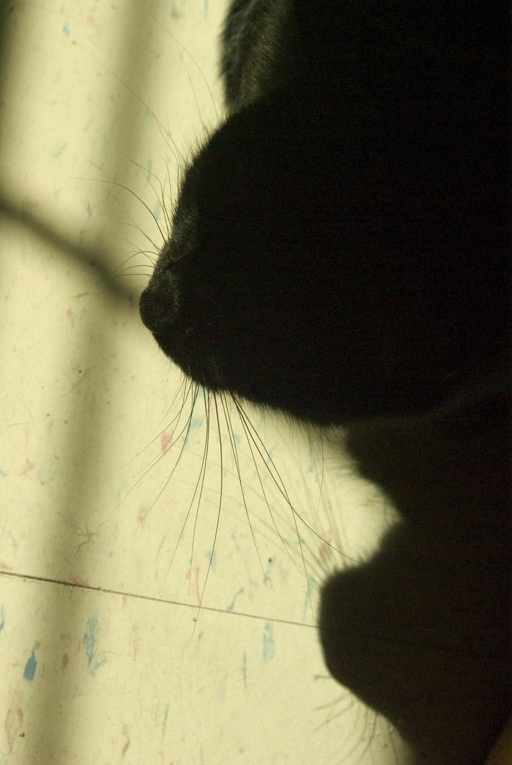 photo of cat's nose and whiskers and shadow