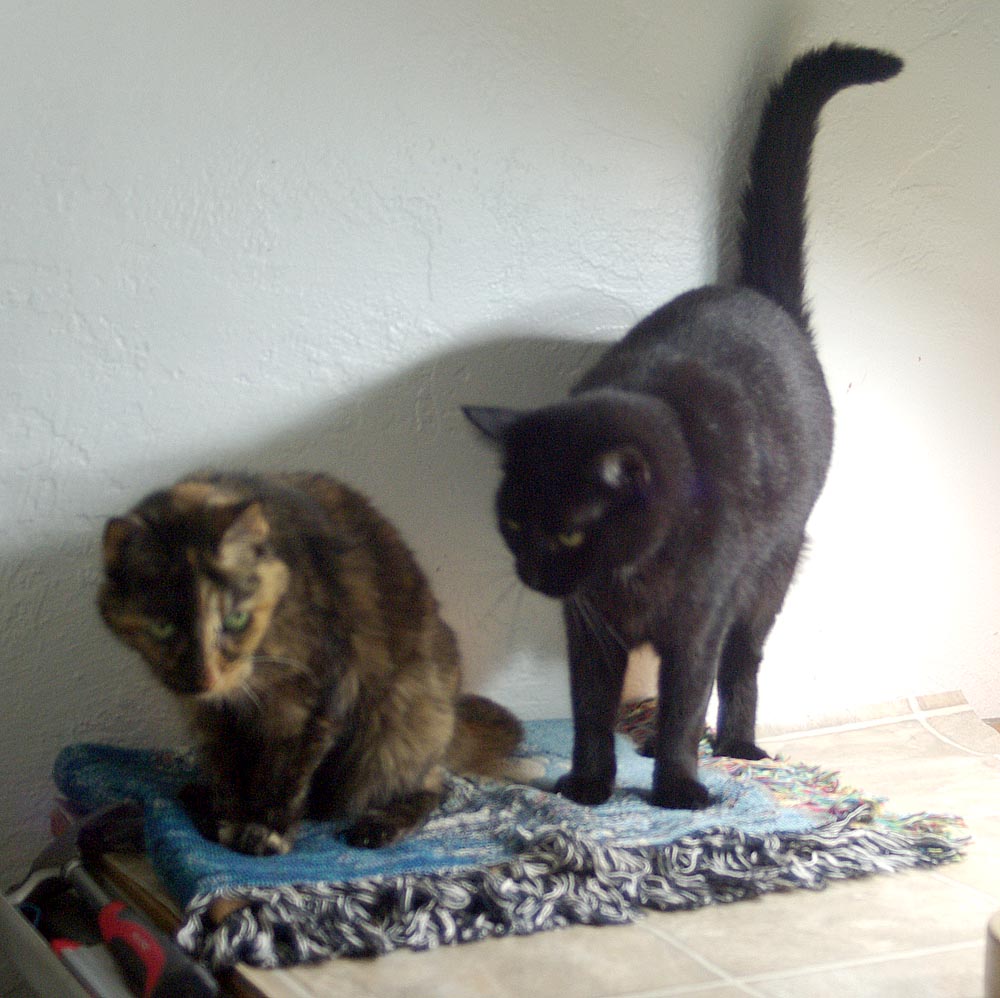photo of a tortoiseshell cat and a black cat
