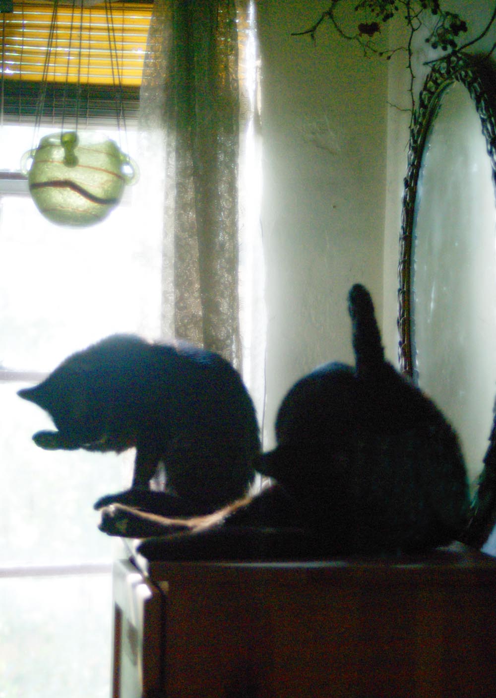 two black cats bathing