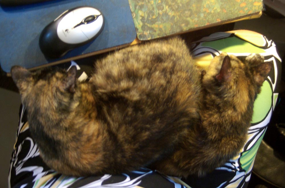 two tortoiseshell cats on my lap