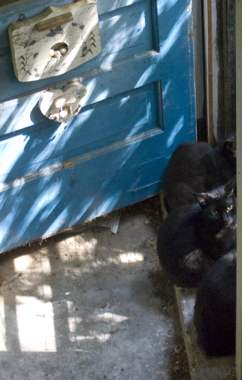cats looking out door
