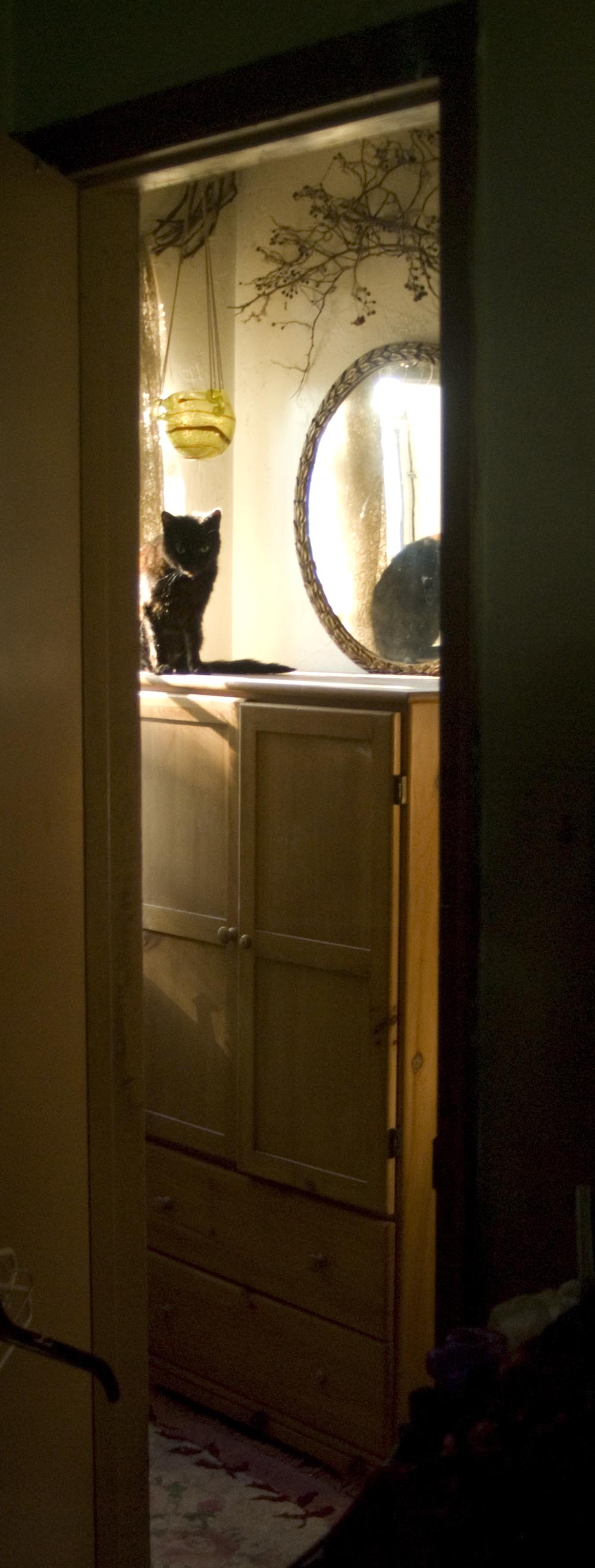 Black cat watching through doorway