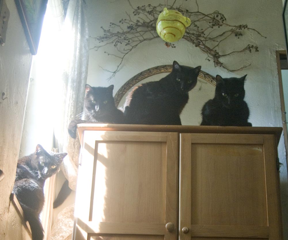 four black cats on wardrobe