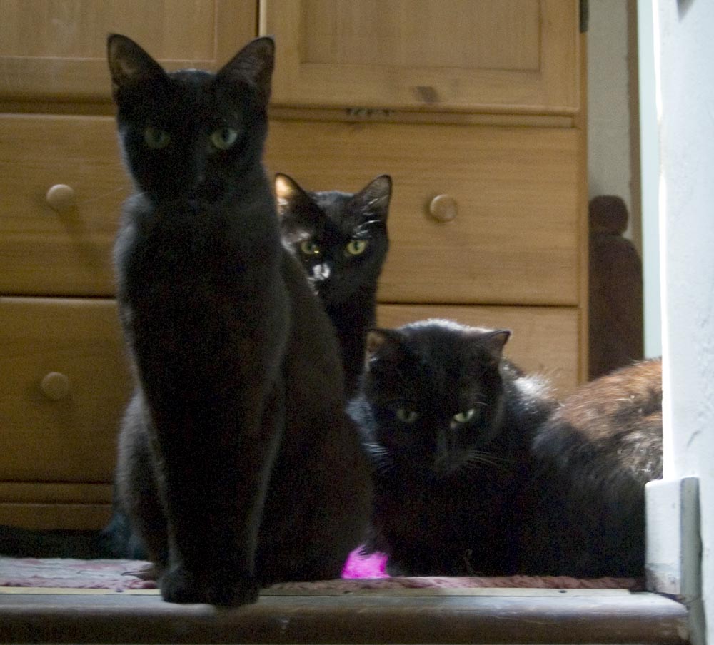 four black cats