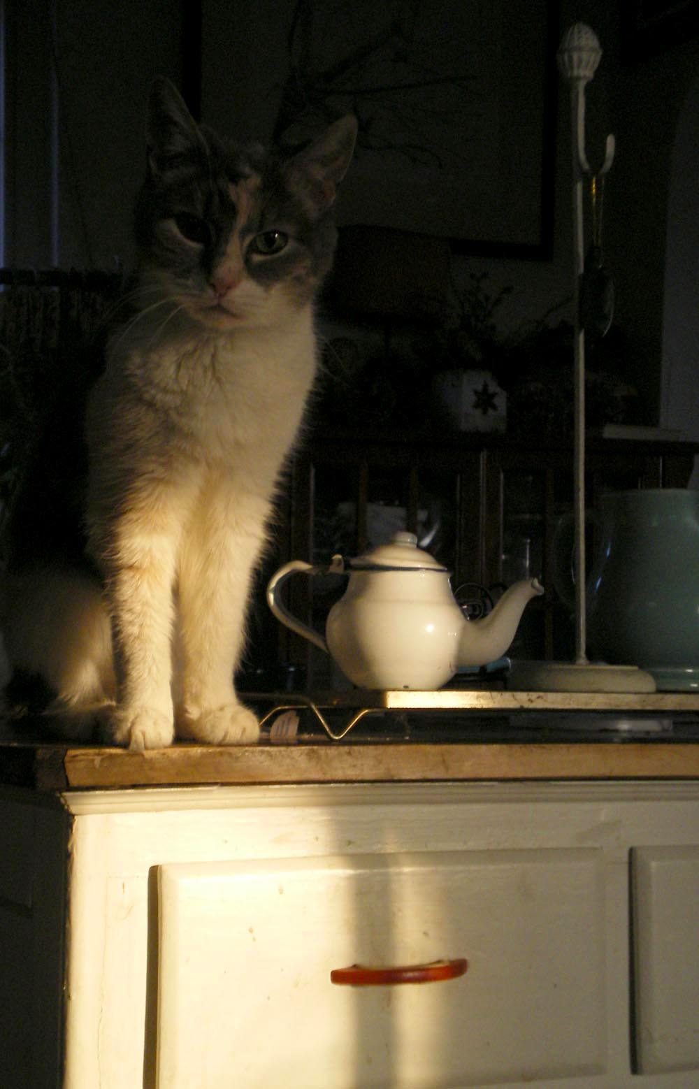 calico cat with teapot