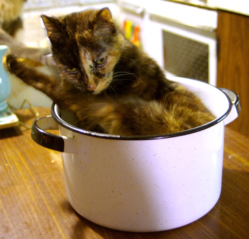 tortoiseshell cat bathing in enamel pot