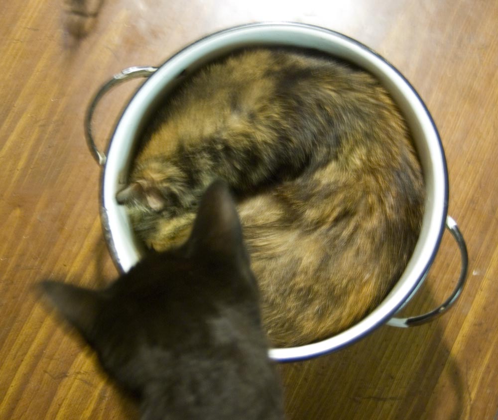 black cat looks at tortoiseshell cat in pot
