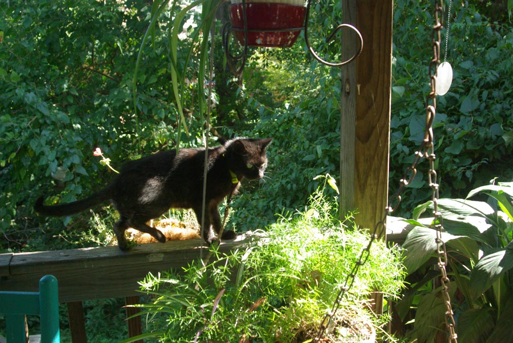black cat on deck railing with plants