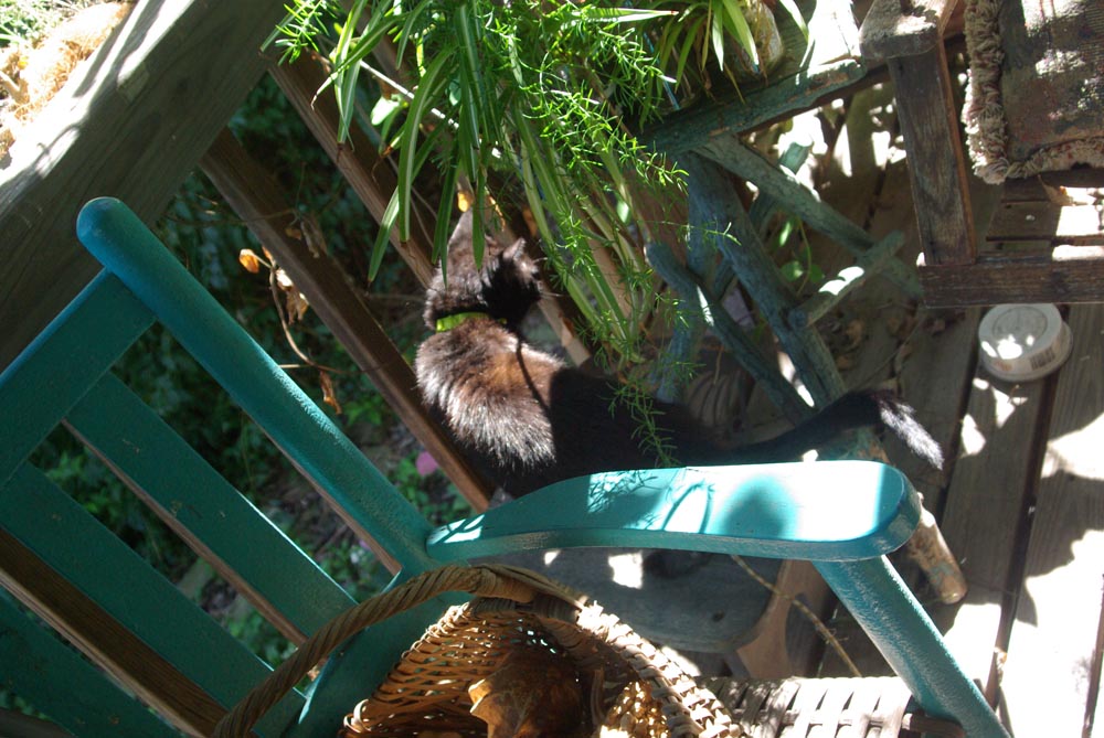 cat on stepstool among plants