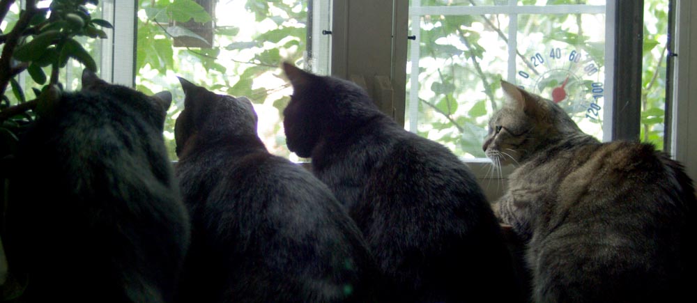 four cats staring out window