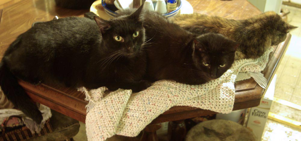 three cats on crocheted item